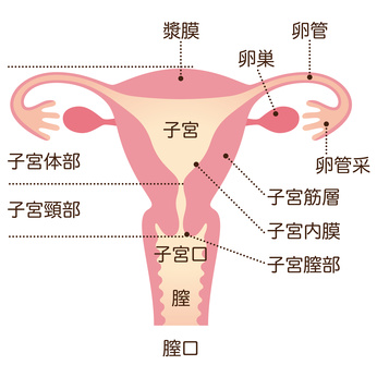 子宮・卵巣の解剖図